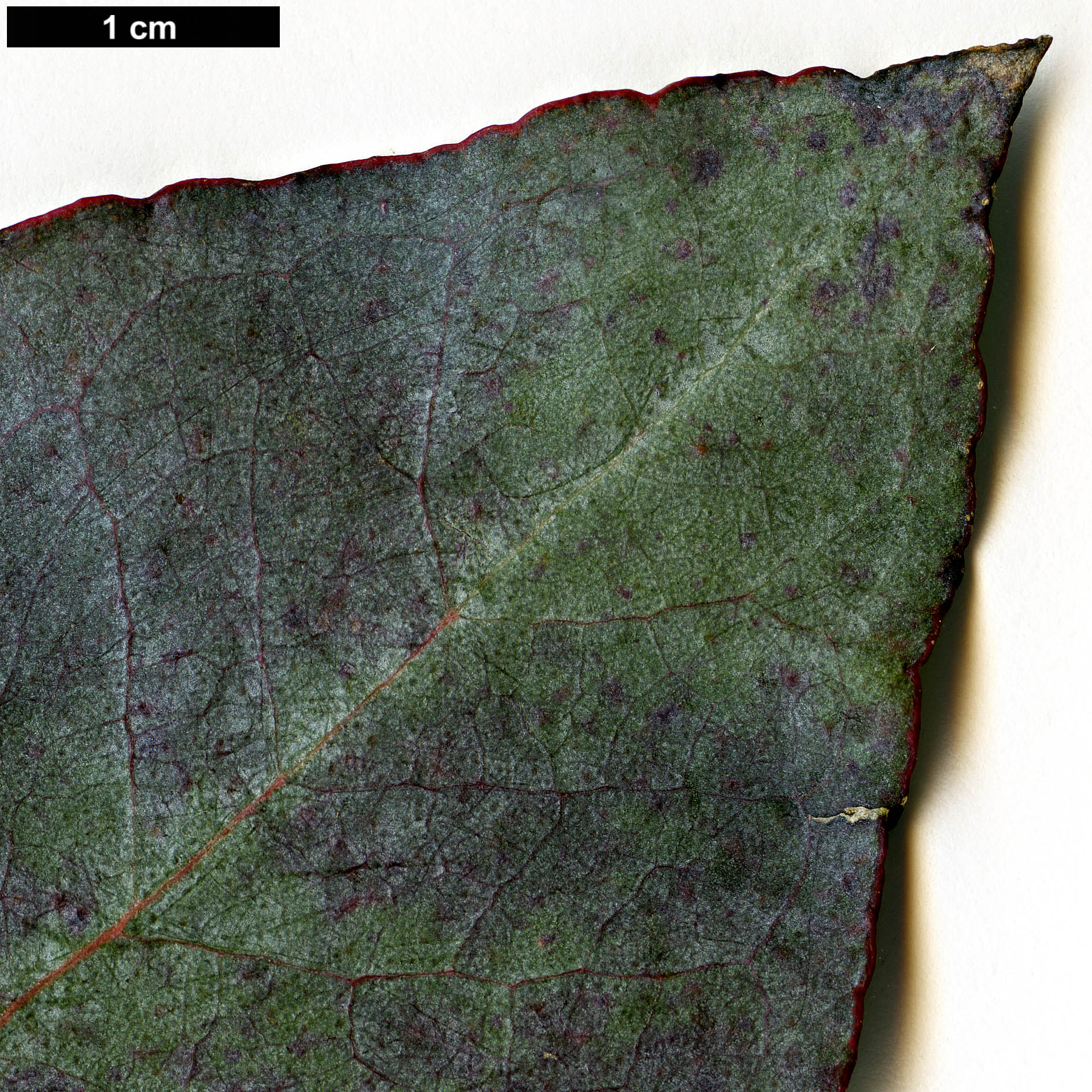 High resolution image: Family: Myrtaceae - Genus: Eucalyptus - Taxon: cordata - SpeciesSub: subsp. quadrangulosa